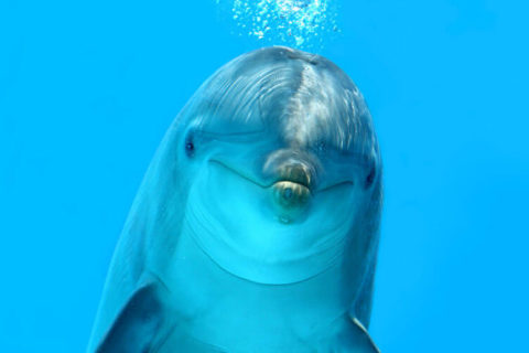 Tierkommunikation mit einem Delfin
