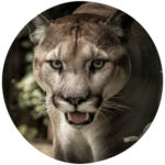Tierkommunikation mit einem Puma