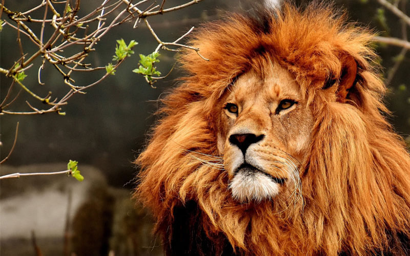 Tierkommunikation mit einem Löwen