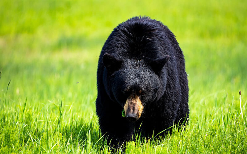Tierkommunikation mit einem Schwarzbär