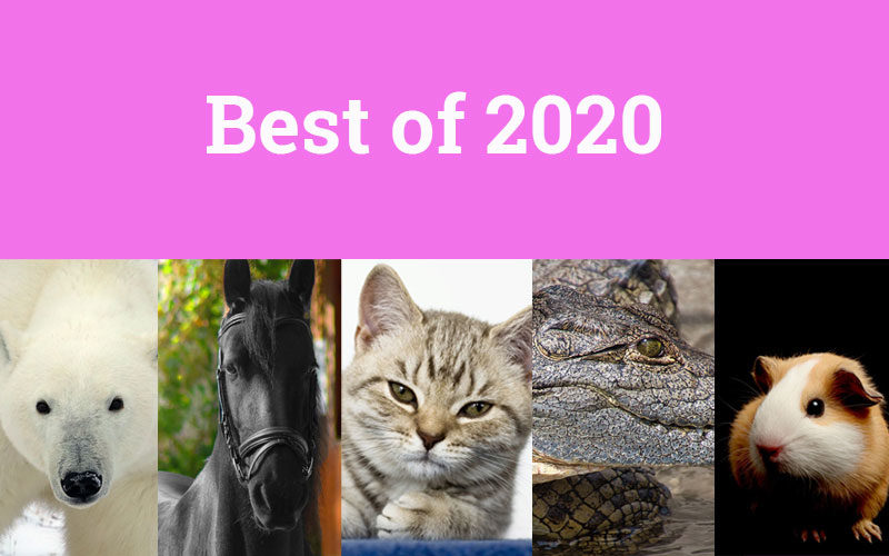 Best of Tierwahrheiten 2020