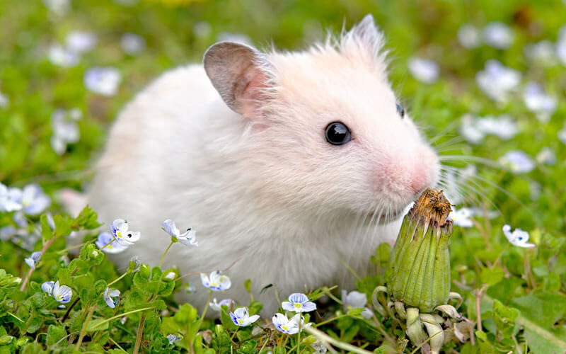 Tierkommunikation mit einem Hamster