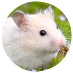 Tierkommunikation mit einem Hamster