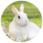 Tierkommunikation mit einem Kaninchen
