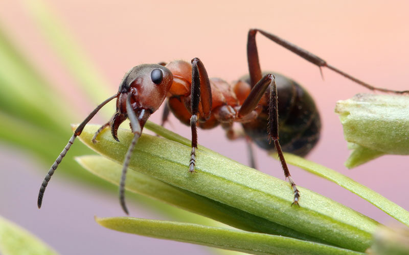 Tierkommunikation mit einer Ameise