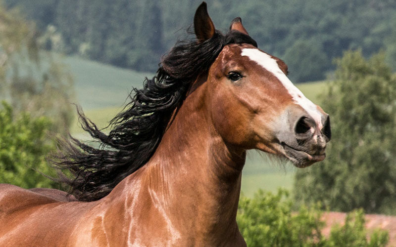 Tierkommunikation mit einem Pferd