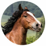 Tierkommunikation mit einem Pferd