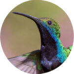 Tierkommunikation mit einem Kolibri