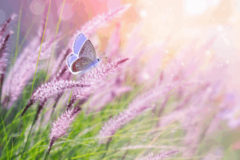 Schmetterling