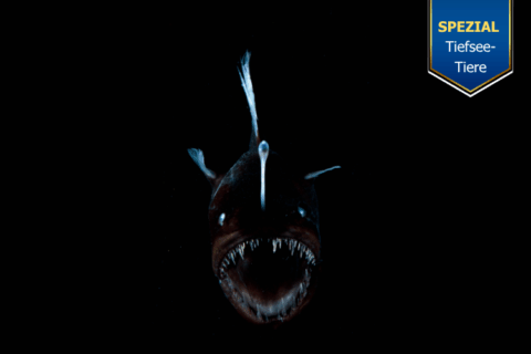 Anglerfisch