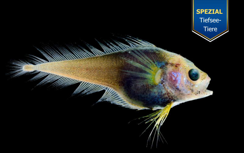 Tierkommunikation mit einem Tiefseefisch