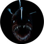 Anglerfisch