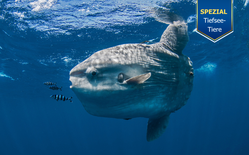 Tierkommunikation mit einem Mondfisch