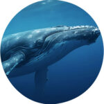 Tierkommunikation mit einem Buckelwal