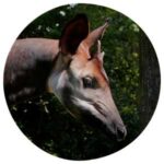 Tierkommunikation mit einem Okapi